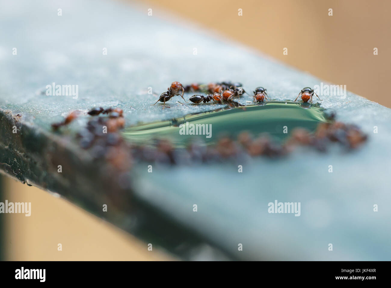 In legno rosso (formiche formica rufa) lavoratori adulti bere sul ferro sostieni Foto Stock