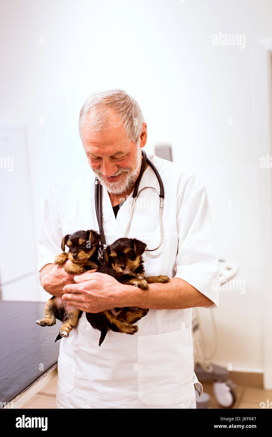 Sorridente senior vet tenendo due cuccioli in clinica Foto Stock