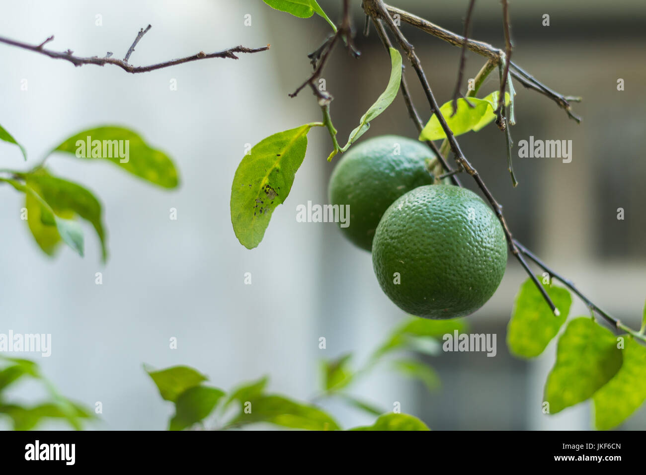 Limette fresche su lime tree Foto Stock