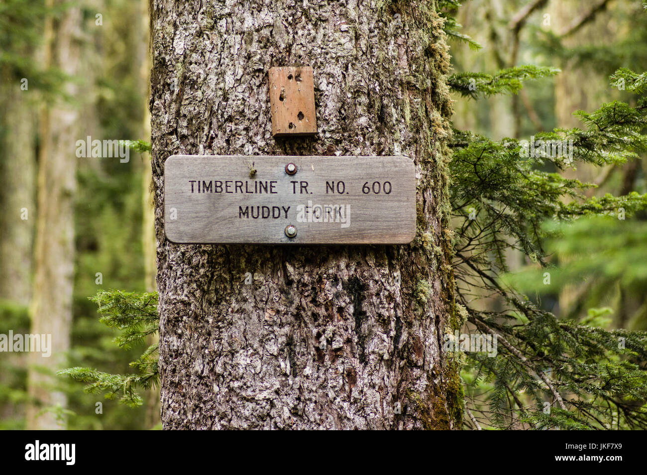 Segno posto per sentiero fangoso 600 Forcella in Mt Hood National Forest Foto Stock