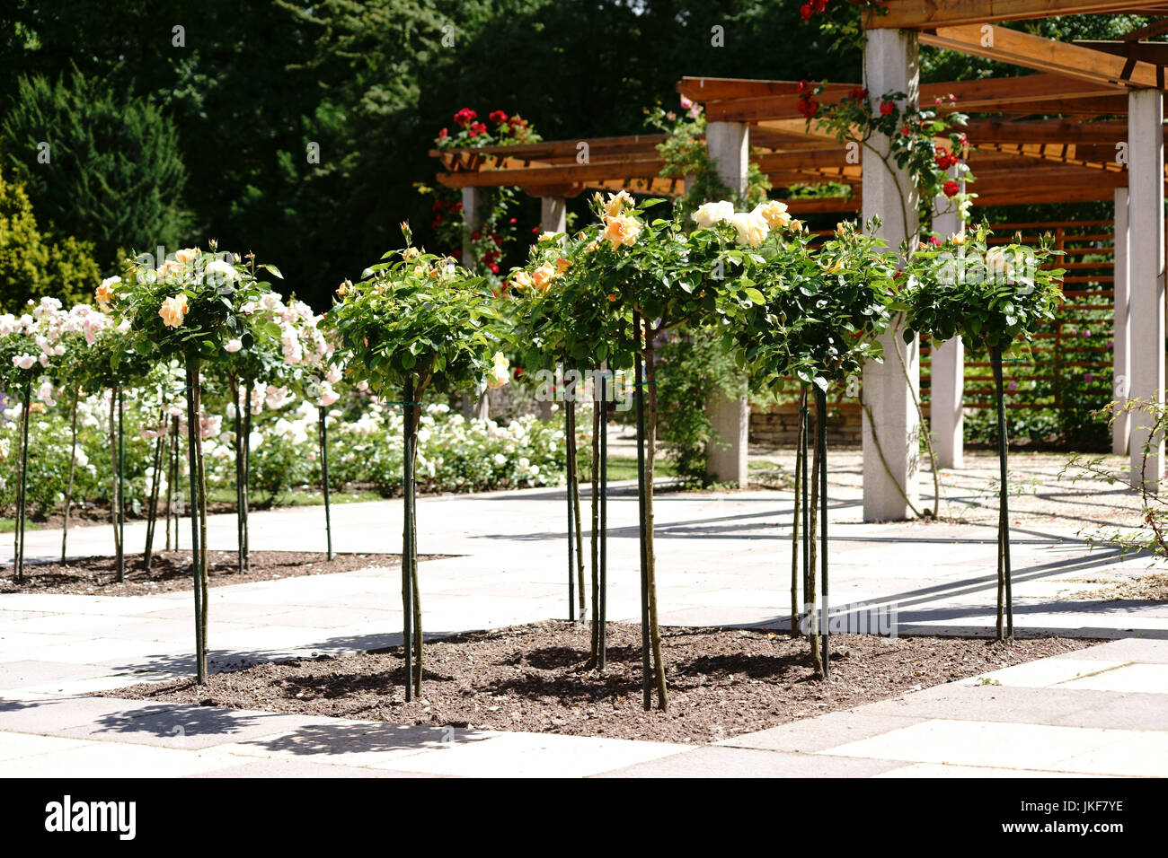 La potatura di alberi di rose nella parte anteriore di un portico con cornici di legno. Foto Stock