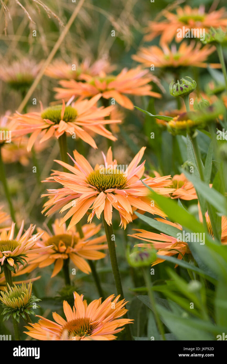 Echinacea 'Big Kahuna' Fiori. Foto Stock