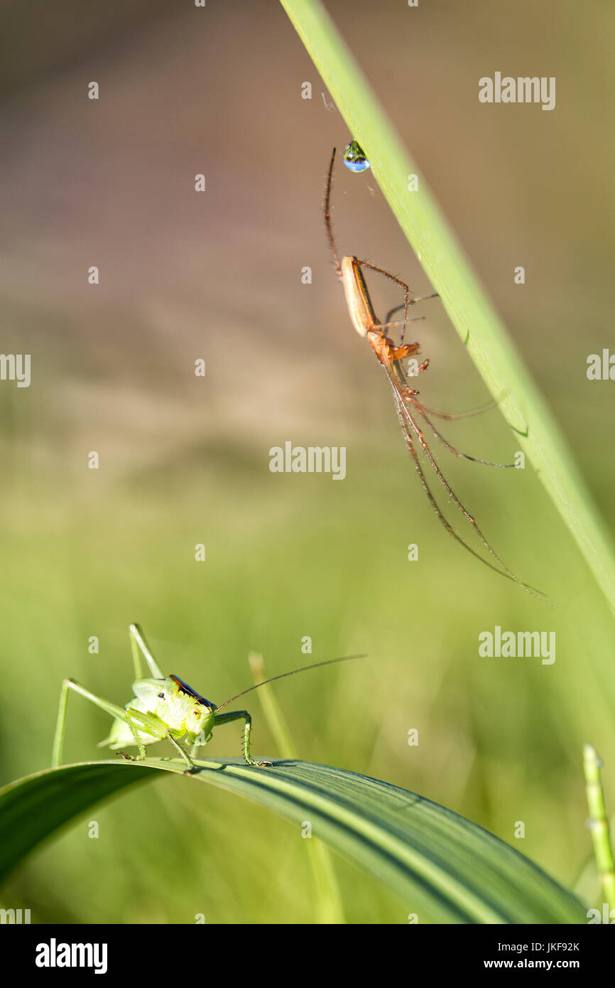 Isophya pyrenea. Grasshopper. Lago de Sanabria. Giardino europeo spider (Araneus diadematus). Foto Stock