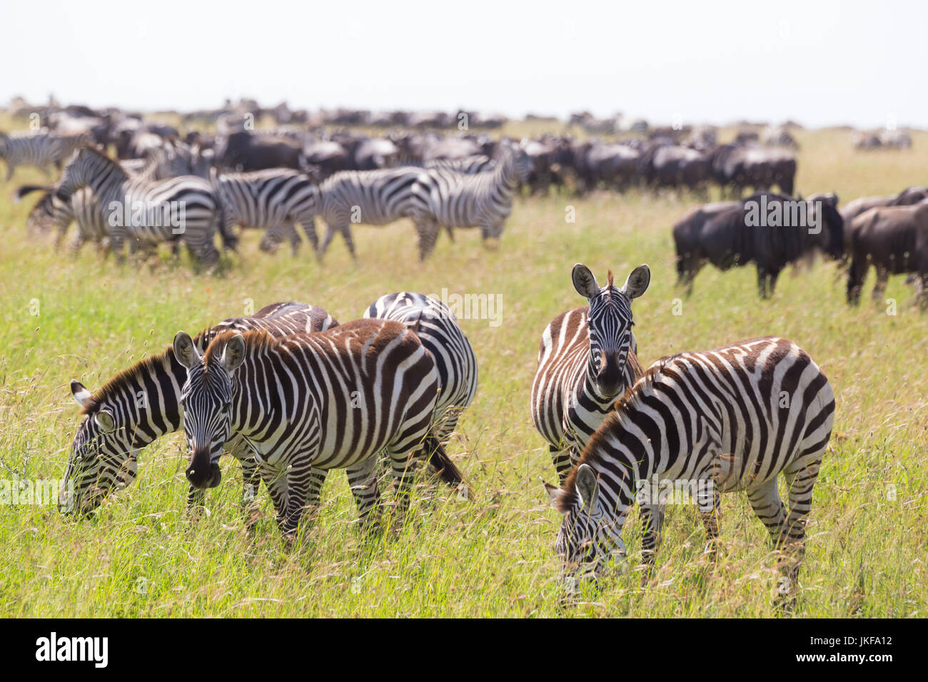 Zebre pascolare nel Parco Nazionale del Serengeti in Tanzania Africa Orientale. Foto Stock