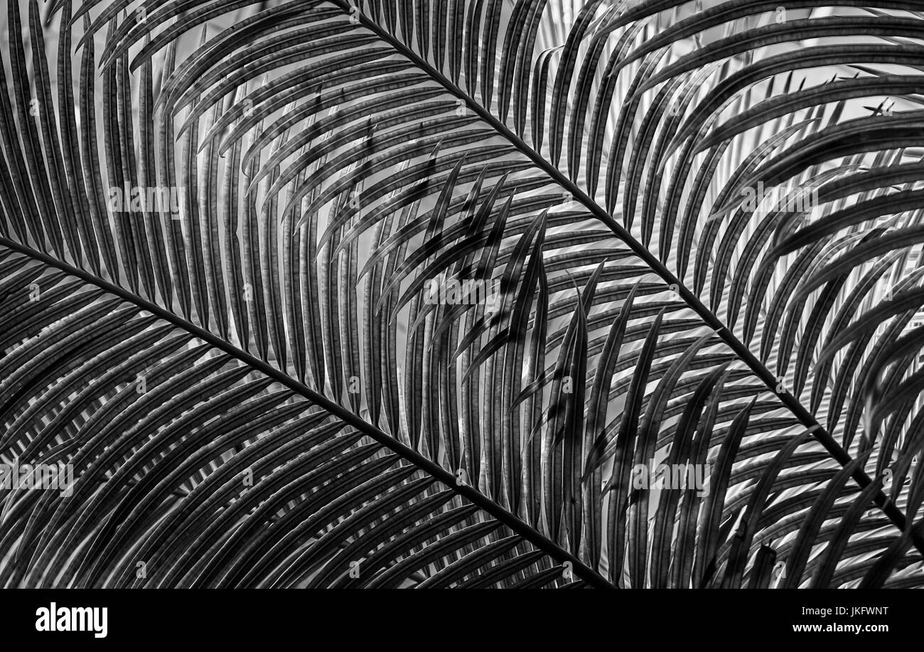 Le fronde di una palma si sovrappongono in Conservatorio il Biltmore Estate in Asheville, Carolina del Nord Foto Stock