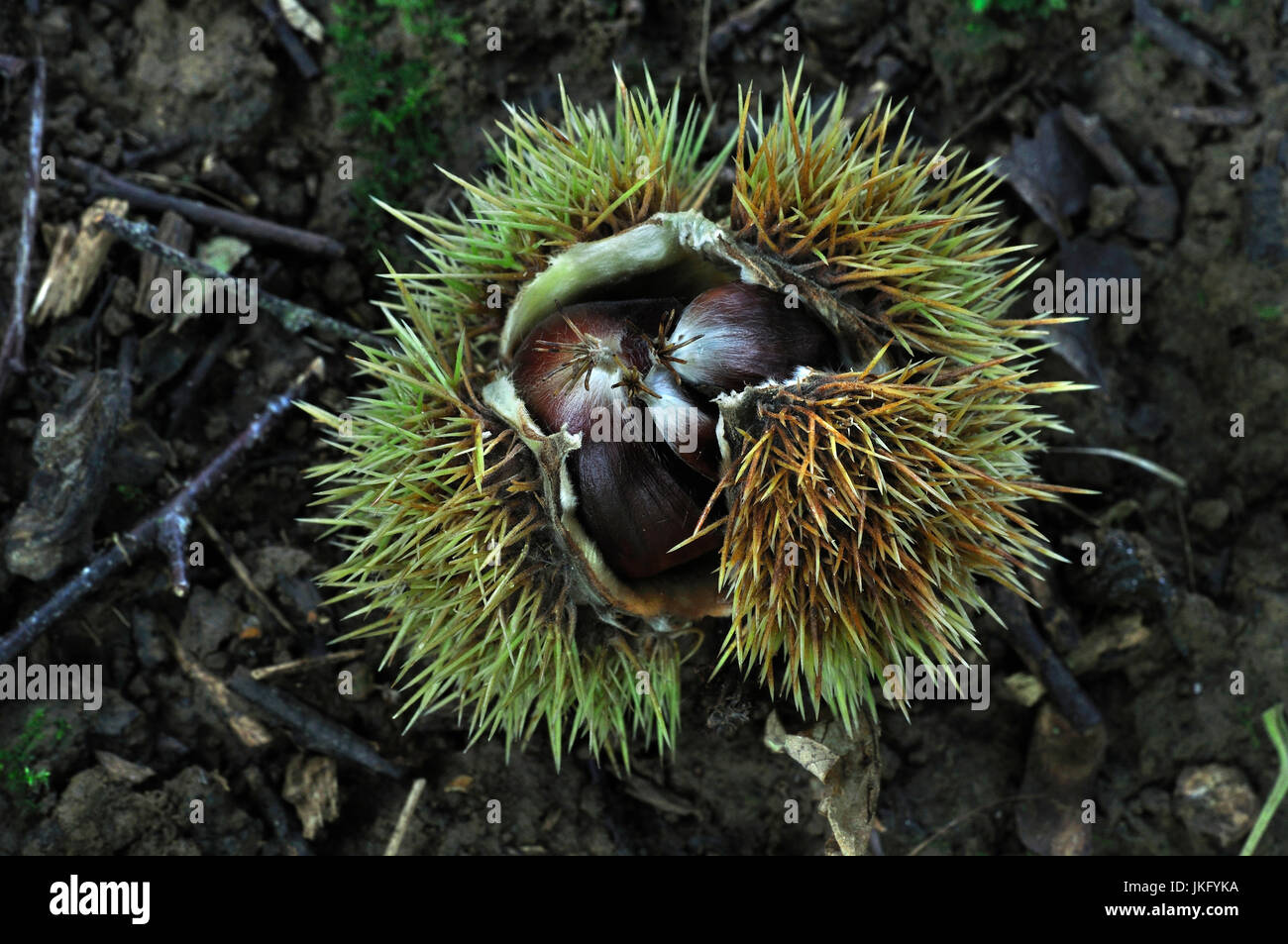 Castagne dolci Foto Stock