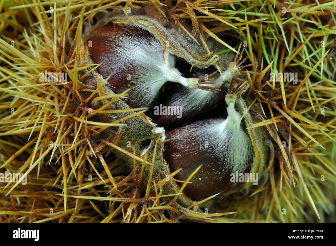 Castagne dolci Foto Stock