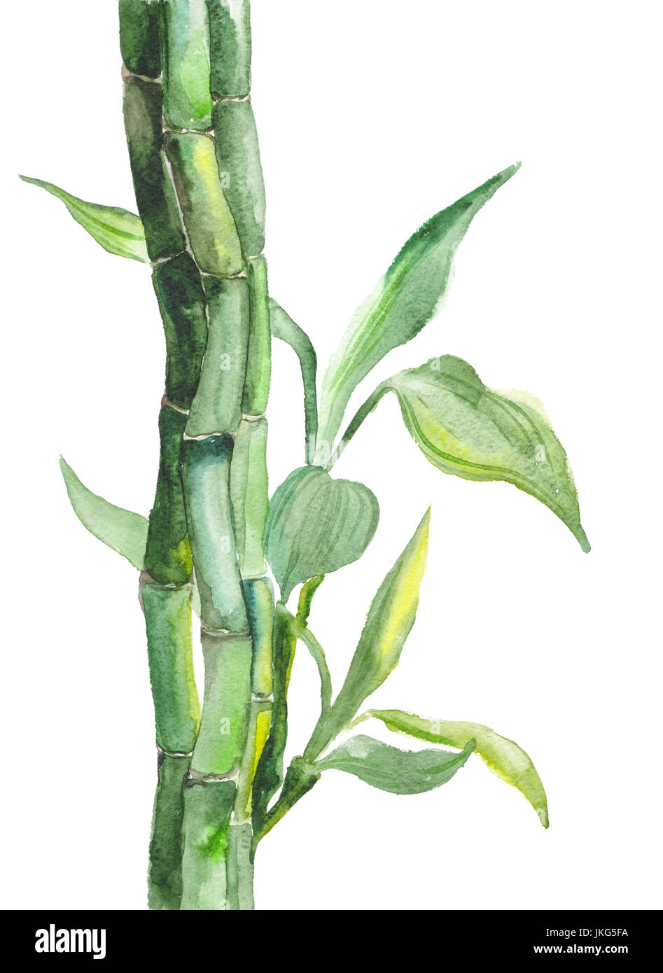 Acquerello illustrazione di bambù Foto Stock