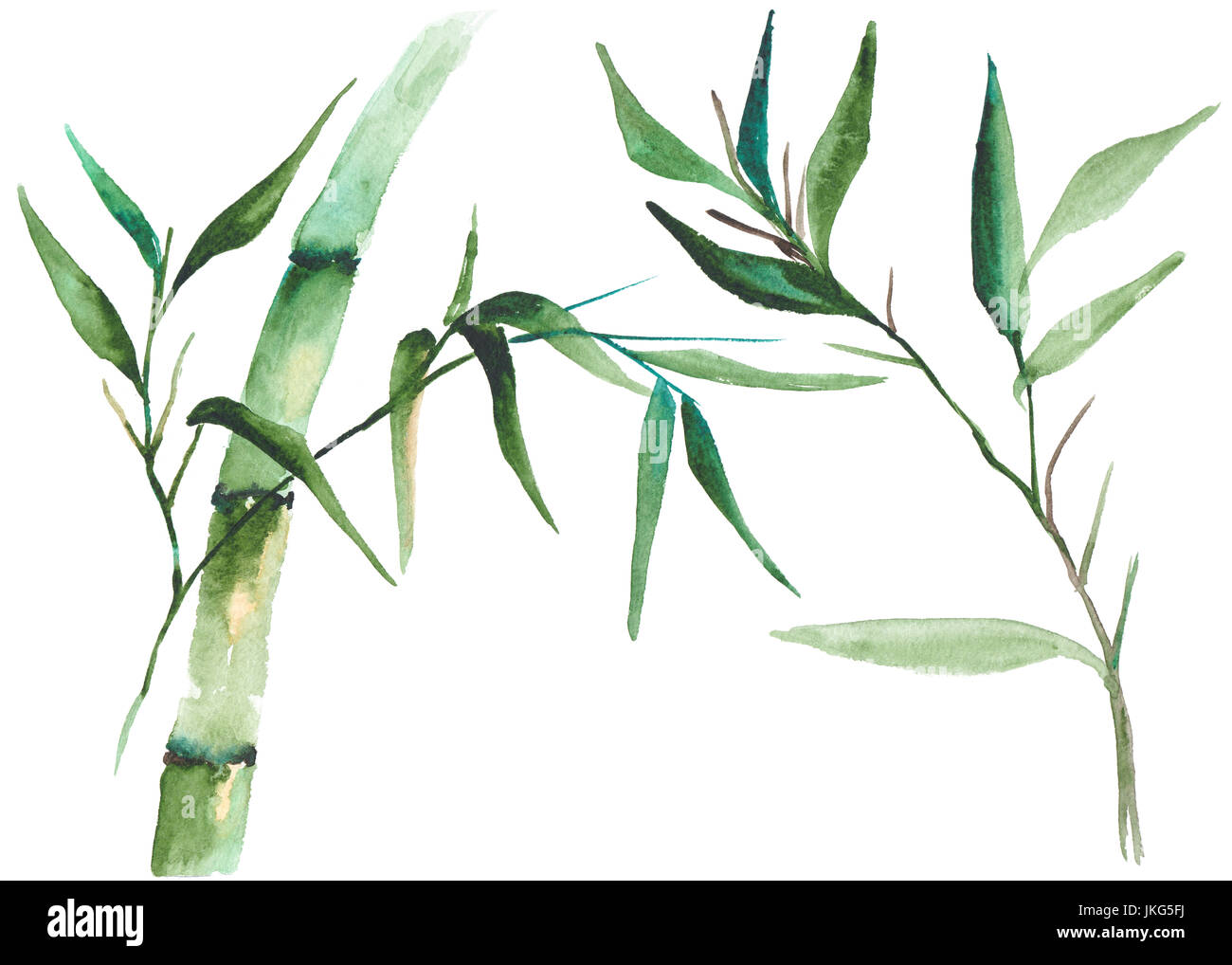 Acquerello illustrazione di bambù Foto Stock