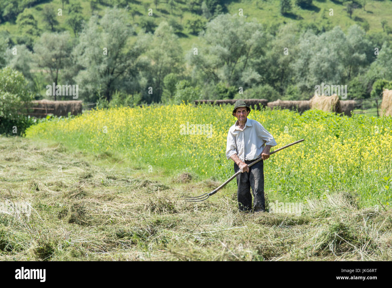 Un agricoltore falciare il fieno in un campo Foto Stock