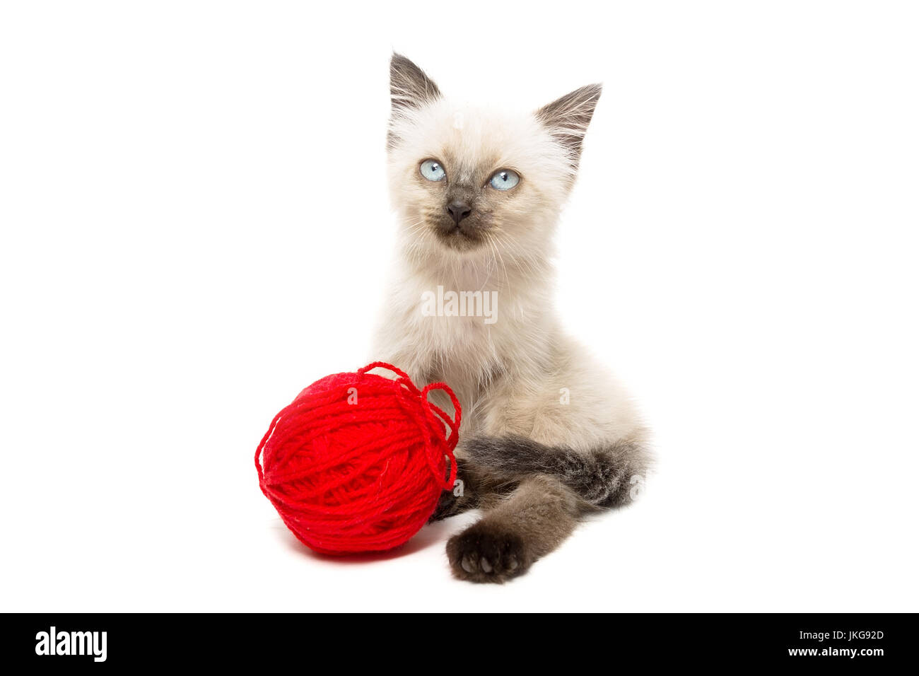 Kitten su sfondo bianco, gattino gioca con la palla, estate, gatto siamese gatto Foto Stock