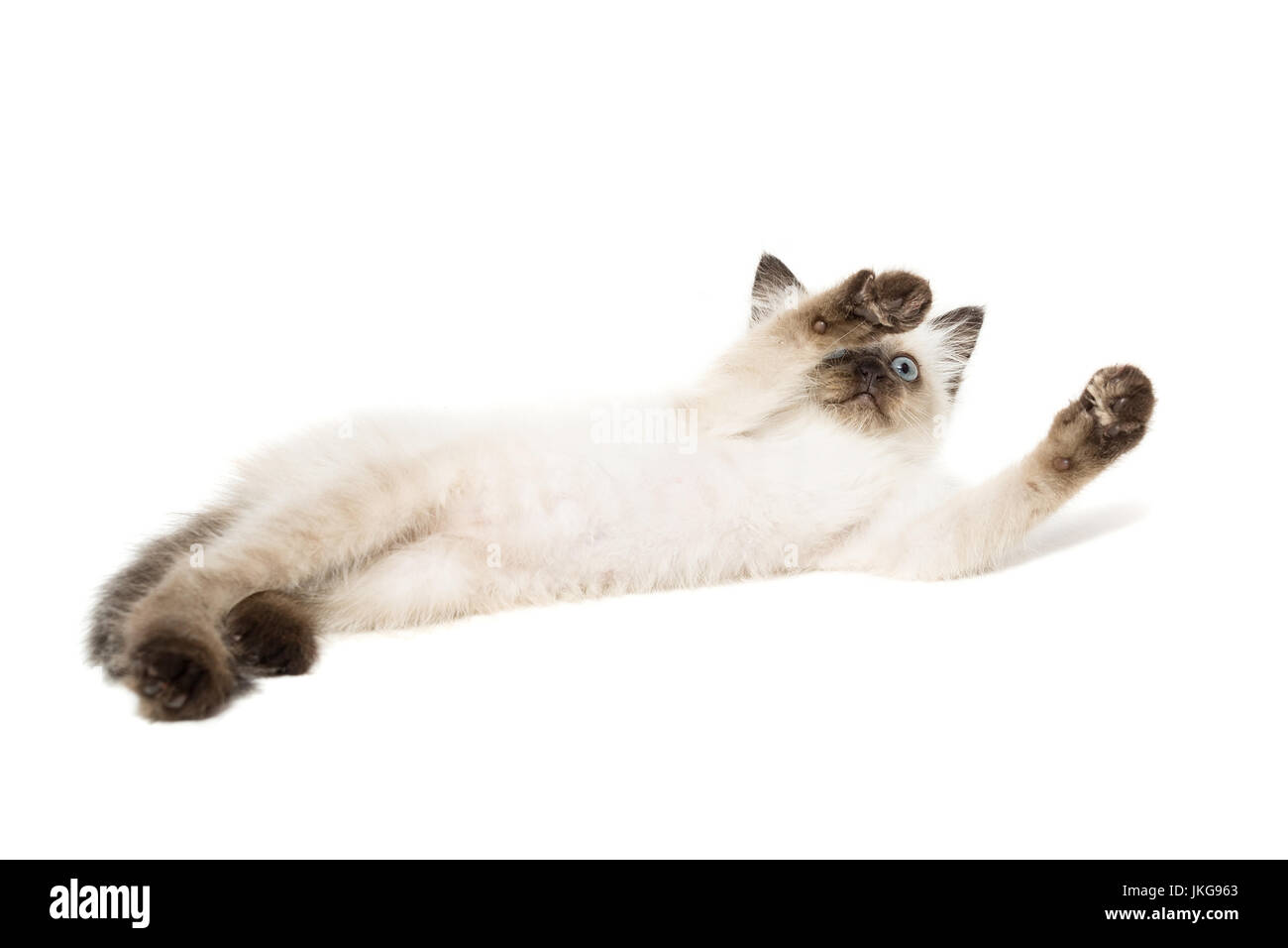 Kitten su sfondo bianco, gattino gioca, estate, gatto siamese gatto Foto Stock