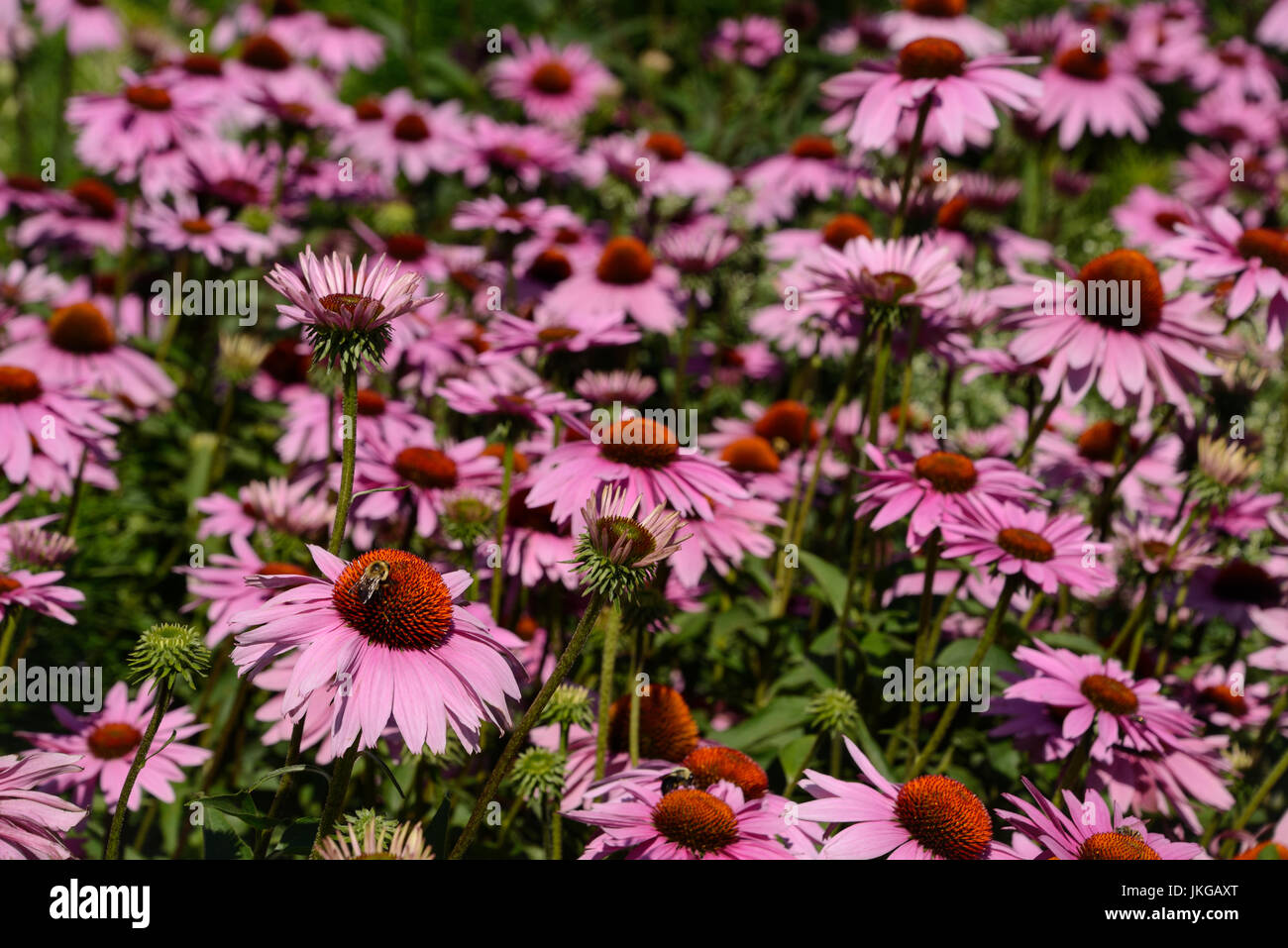 Bumblebee su una rosa Ecinacea fiore in un aiuola di fiori in linea alta Park, New York City. Foto Stock