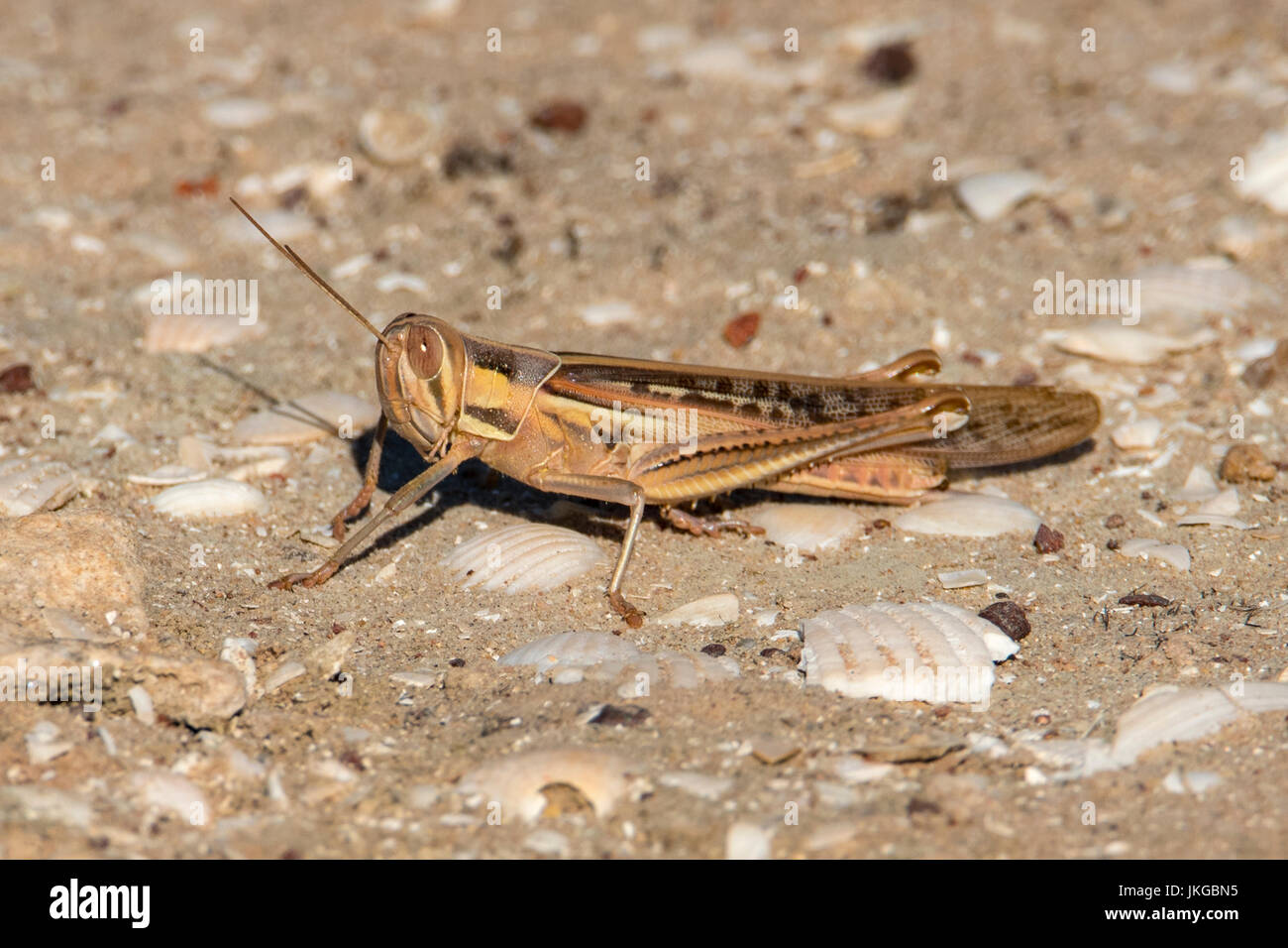 Sperone-throated Locust, Austracris guttulosa a Karumba, Queensland, Australia Foto Stock