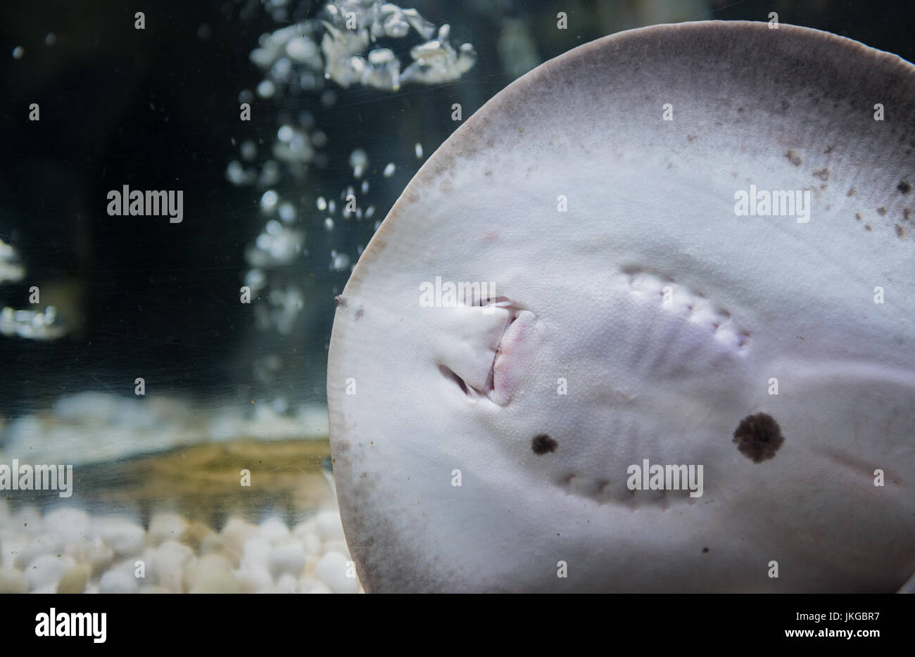Chiuso di bocca trigoni sul pesce di acqua dolce Foto Stock