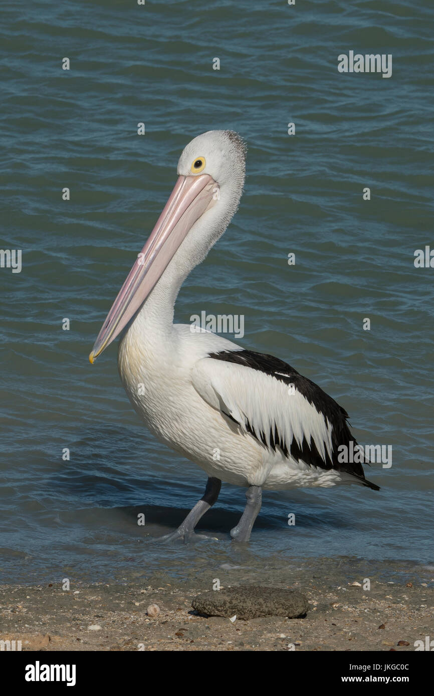 Australian Pelican, Pelecanus conspicillatus a Karumba, Queensland, Australia Foto Stock