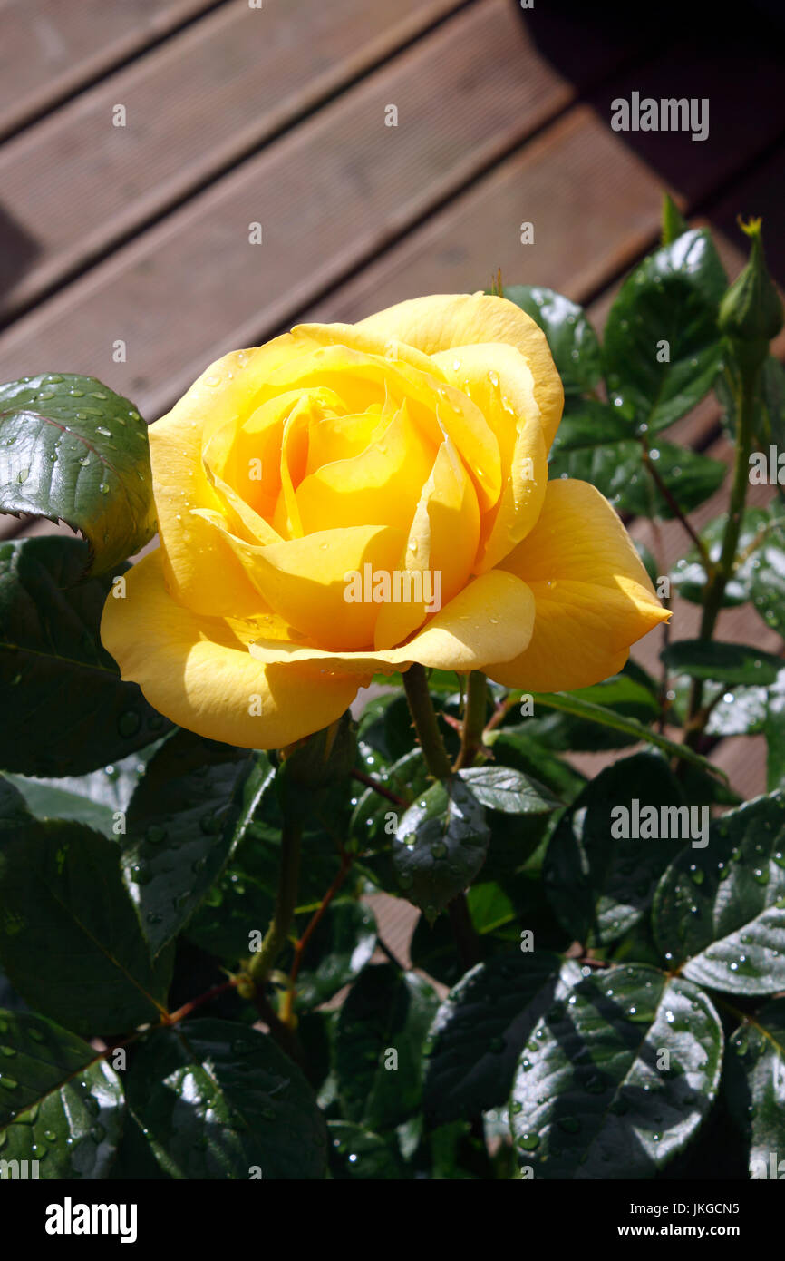 ROSA GOLDEN bouquet. ROSE. Foto Stock