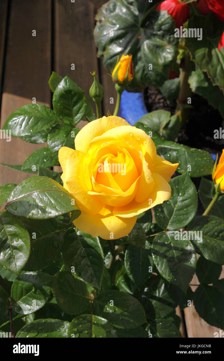 ROSA GOLDEN bouquet. ROSE. Foto Stock