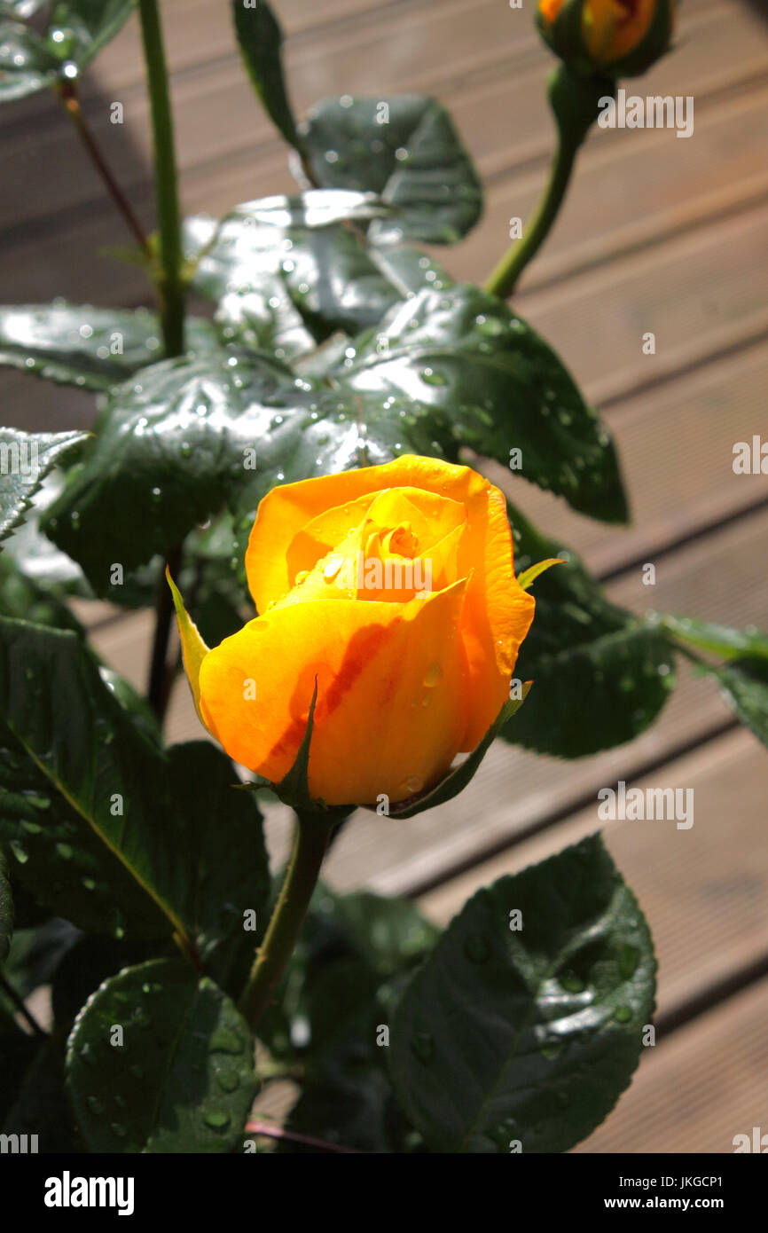 ROSA GOLDEN bouquet. Bocciolo di rosa Foto Stock