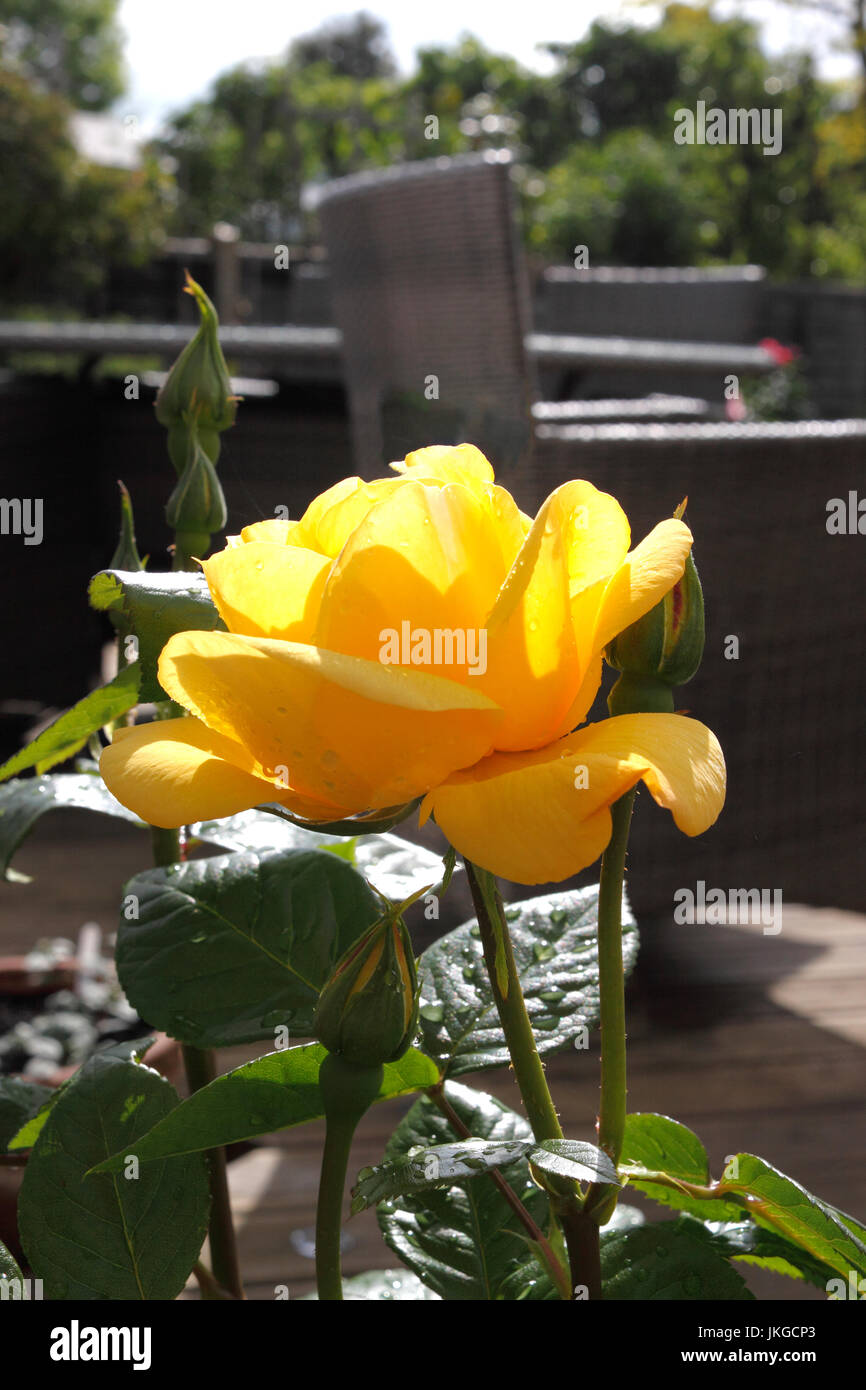 ROSA GOLDEN bouquet. ROSE. Foto Stock