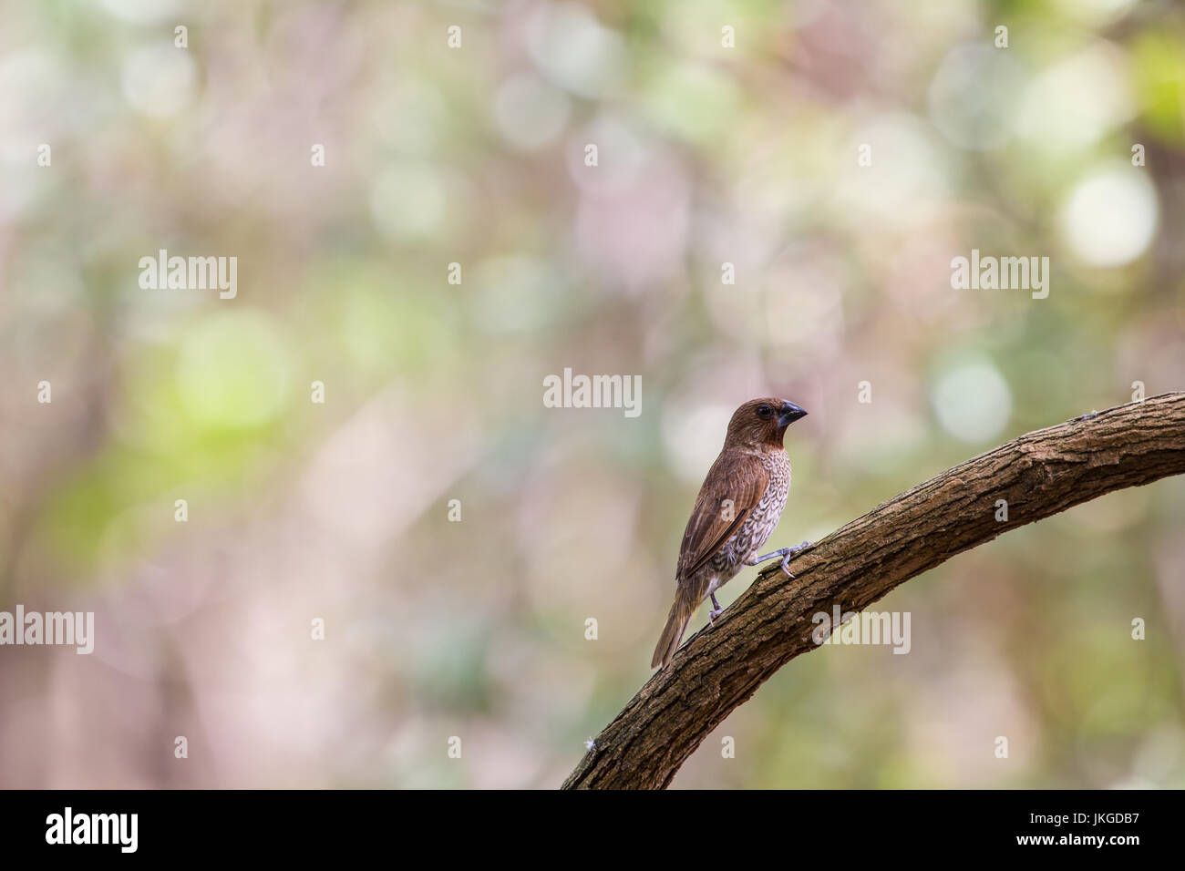 Petto squamosa munia o spotted munia appollaiate sul ramo in Thailandia (Lonchura punctulata) Foto Stock