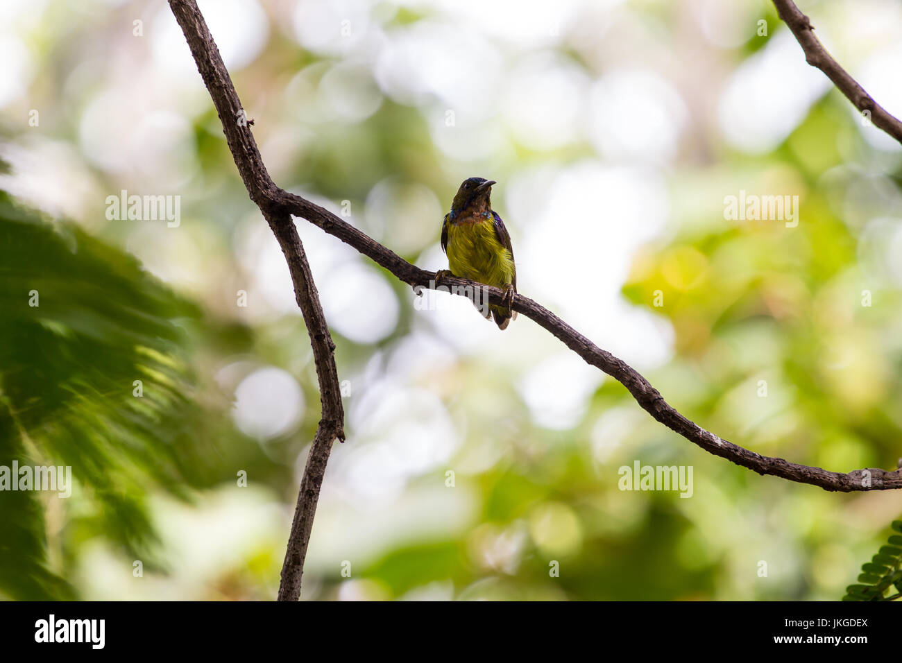 Marrone-throated Sunbird si appollaia su ramo.(Anthreptes malacensis) Foto Stock