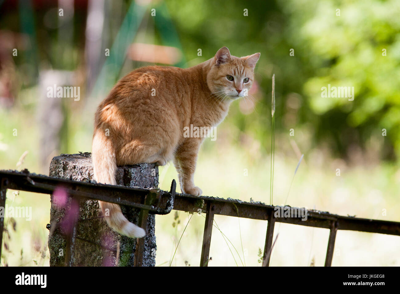 Il gatto è seduto sul pilastro della recinzione e ha il controllo sui dintorni 2017 Foto Stock