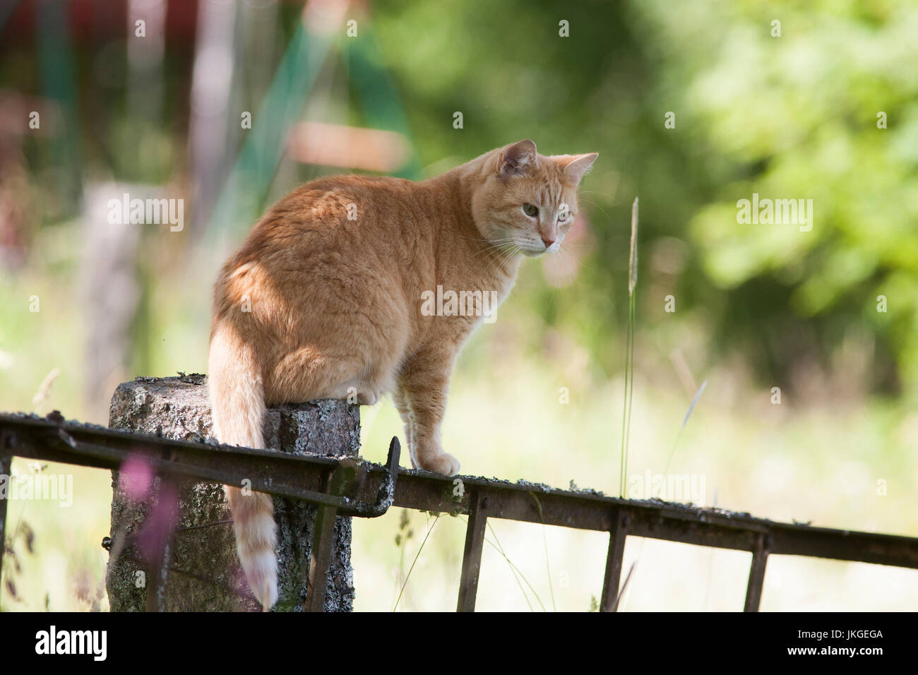 Il gatto è seduto sul pilastro della recinzione e ha il controllo sui dintorni 2017 Foto Stock