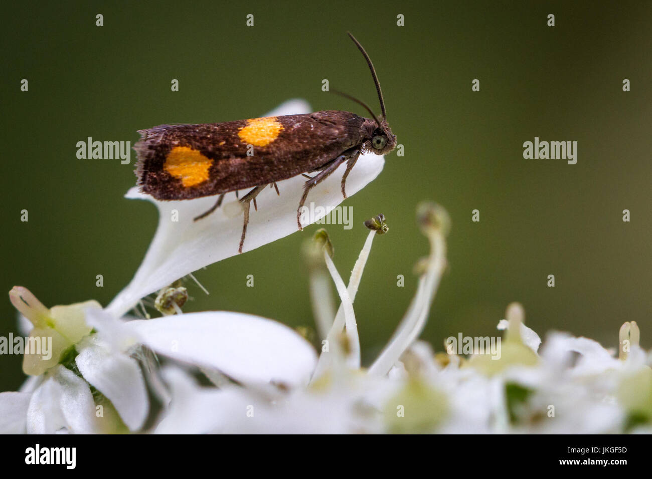 Regno Unito Fauna selvatica: arancio-spot piercer tarma (pammene aurana), giorno battenti micro moth trovato su hogweed, nello Yorkshire, Regno Unito Foto Stock