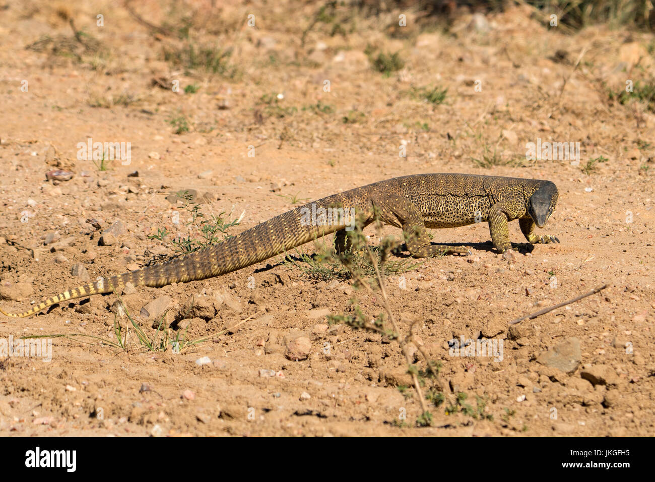 Gould del Monitor di sabbia, Varanus gouldii a Cobbold Gorge Foto Stock