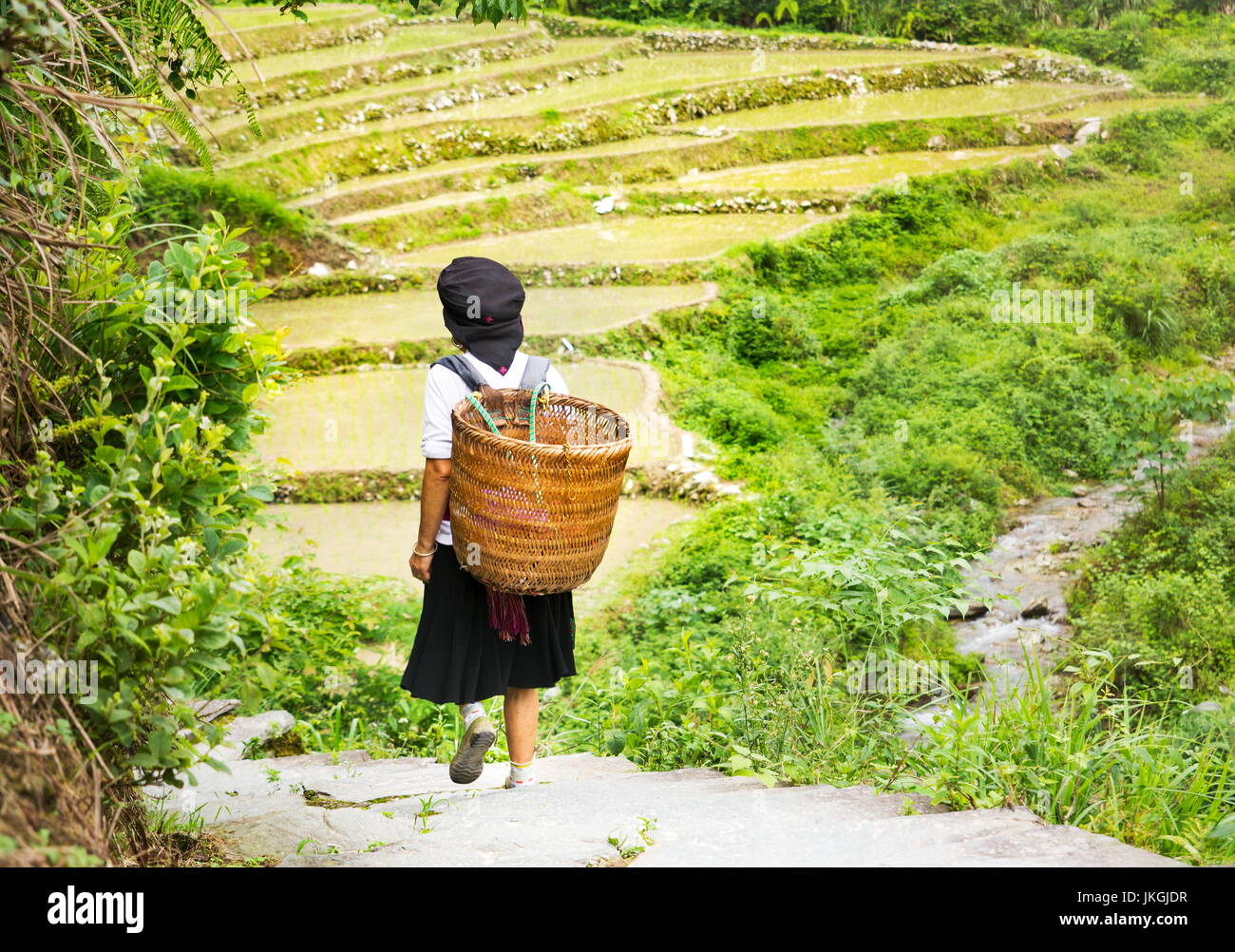 Etnia Yao Donna con cesto porta a piedi attorno a terrazza di riso in campo Longsheng, Cina Foto Stock