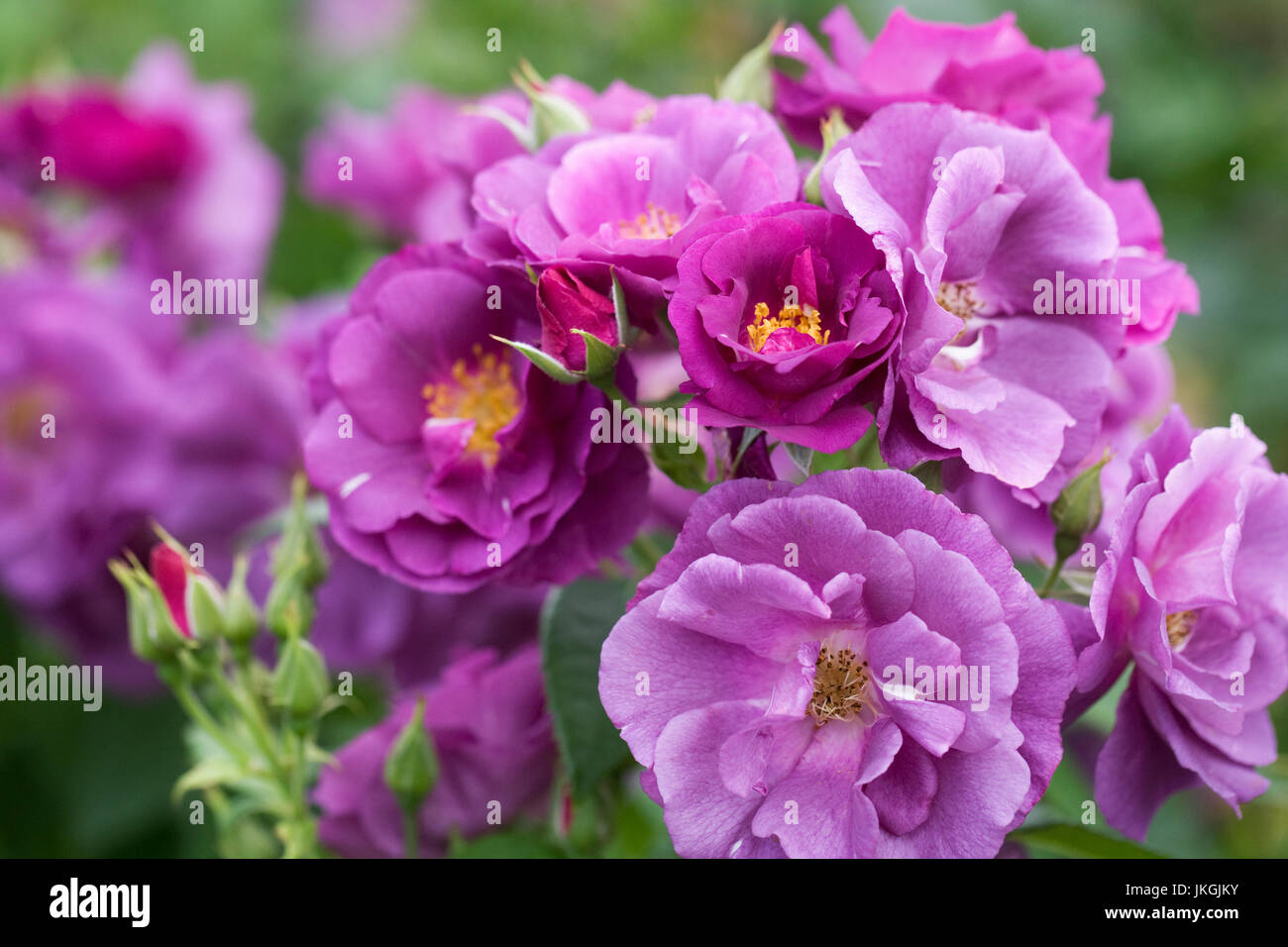 Rosa "Rapsodia in Blu" fiori. Foto Stock