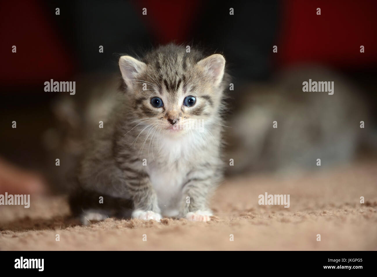 Il gatto domestico, gattino, 3 settimane vecchio | Hauskatze, Kaetzchen, 3 Wochen Foto Stock