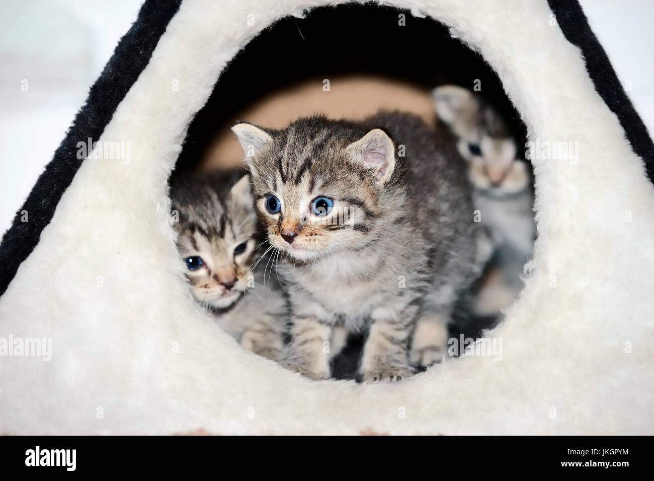 I gatti domestici, gattini, 3 settimane vecchio | Hauskatzen, Kaetzchen, 3 Wochen Foto Stock