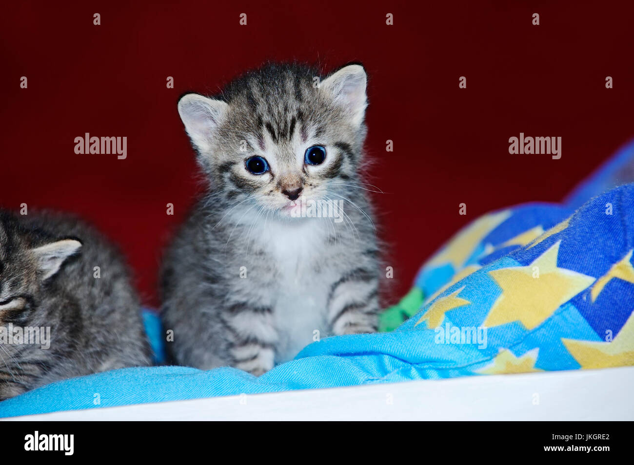 Il gatto domestico, gattino, 3 settimane vecchio | Hauskatze, Kaetzchen, 3 Wochen Foto Stock