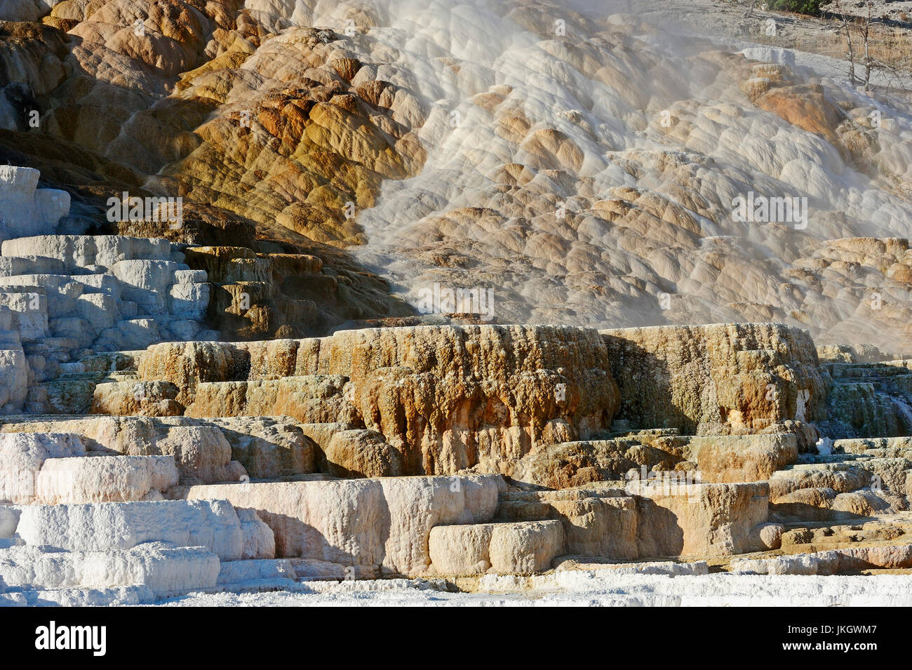 Molla di tavolozza, Terrazze inferiore, Mammoth Hot Springs, il Parco nazionale di Yellowstone, Wyoming USA / terrazza in travertino, primavera calda Foto Stock