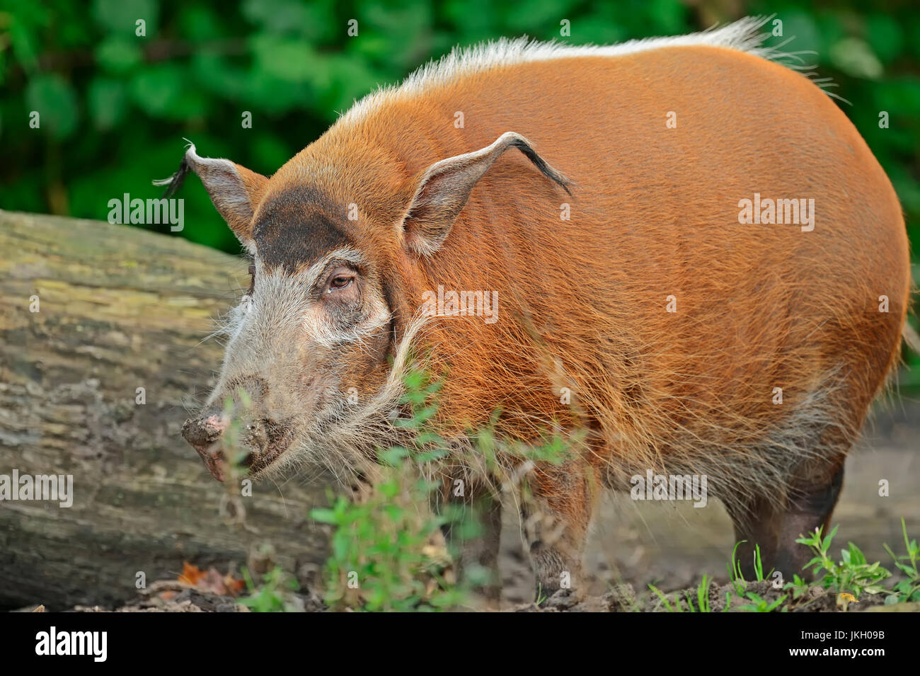 Red River Hog / (Potamochoerus porcus pictus) / bush Africano Pig | Pinselohrschwein / (Potamochoerus porcus pictus) / Buschschwein Foto Stock