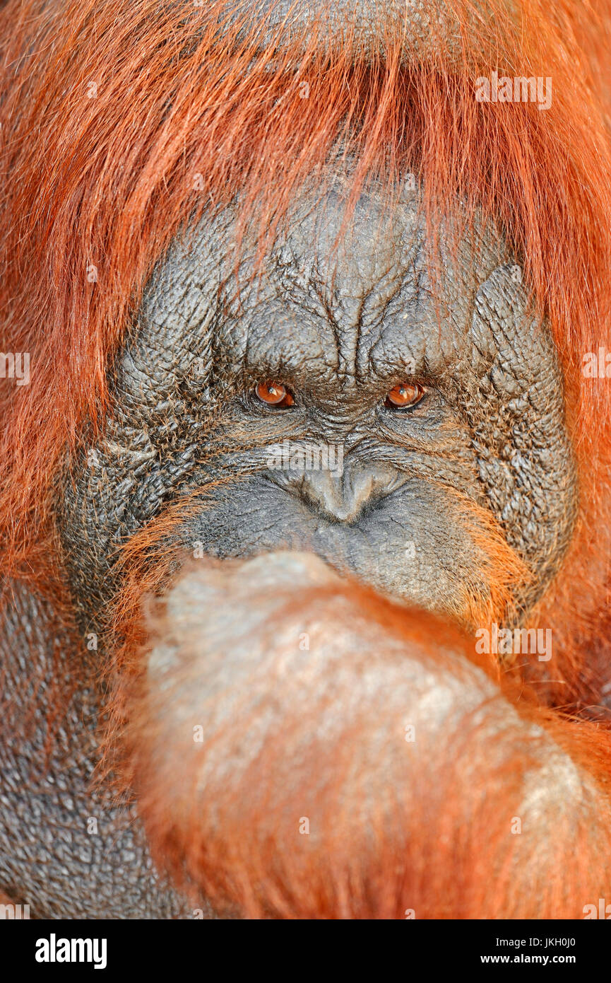Bornean orango , femmina / (Pongo pygmaeus pygmaeus) / Bornean Orangutan | Borneo-Orang-Utan, weiblich / (Pongo pygmaeus pygmaeus) Foto Stock