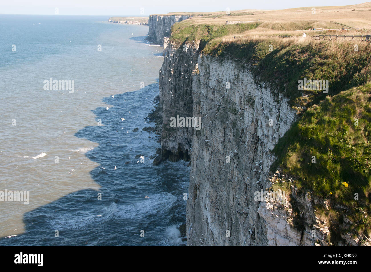 RSPB Bempton Cliffs bird reserve sulla East Yorkshire costa. Foto Stock