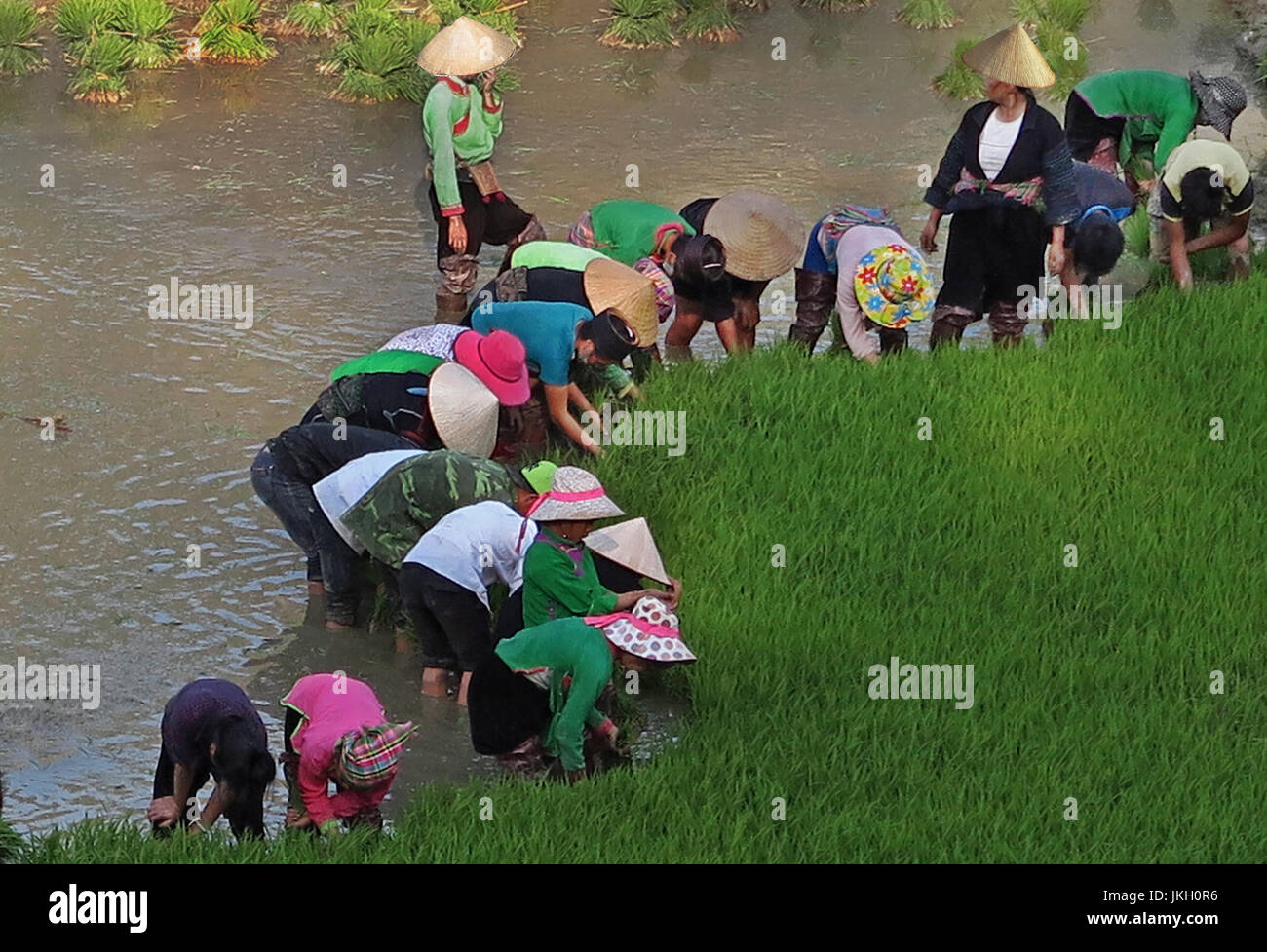 Le persone che lavorano nella rica risaie vicino a Sapa Vietnam del nord Foto Stock