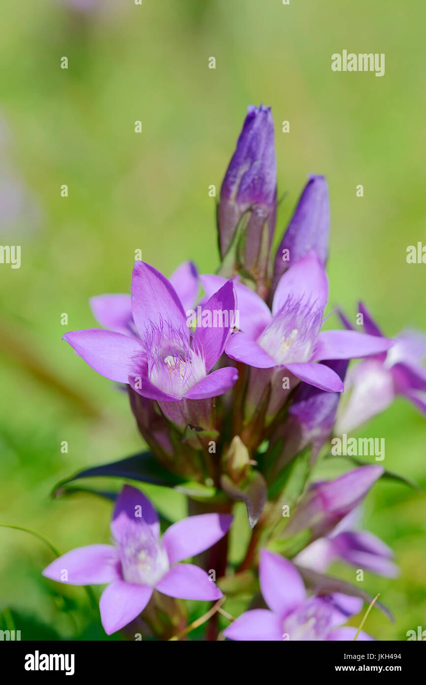 Chiltern Genziana, Baviera, Germania / (Gentianella germanica, Gentiana germanica) | Deutscher Enzian, Bayern, Deutschland Foto Stock