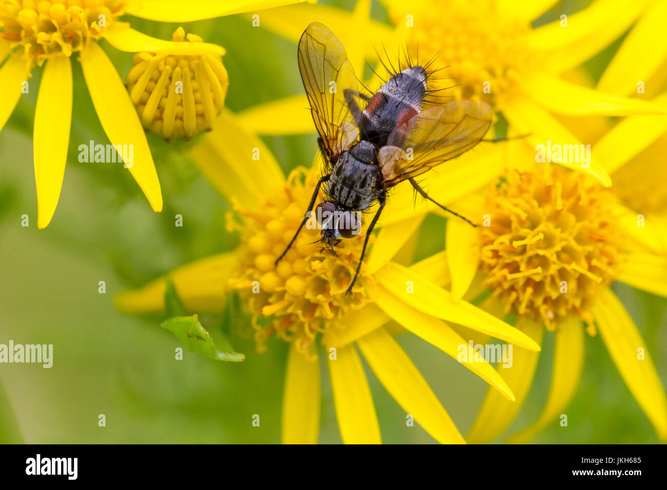 Regno Unito Fauna selvatica: il distintivo e peloso eriothrix rufomaculata, parassitarie volare con patch rosso sul suo addome su fiori gialli, West Yorkshire Foto Stock