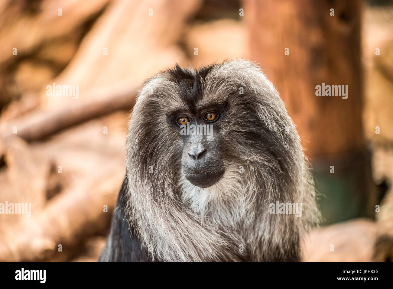 Scimmia urlatrice con lunghi capelli grigi Foto Stock