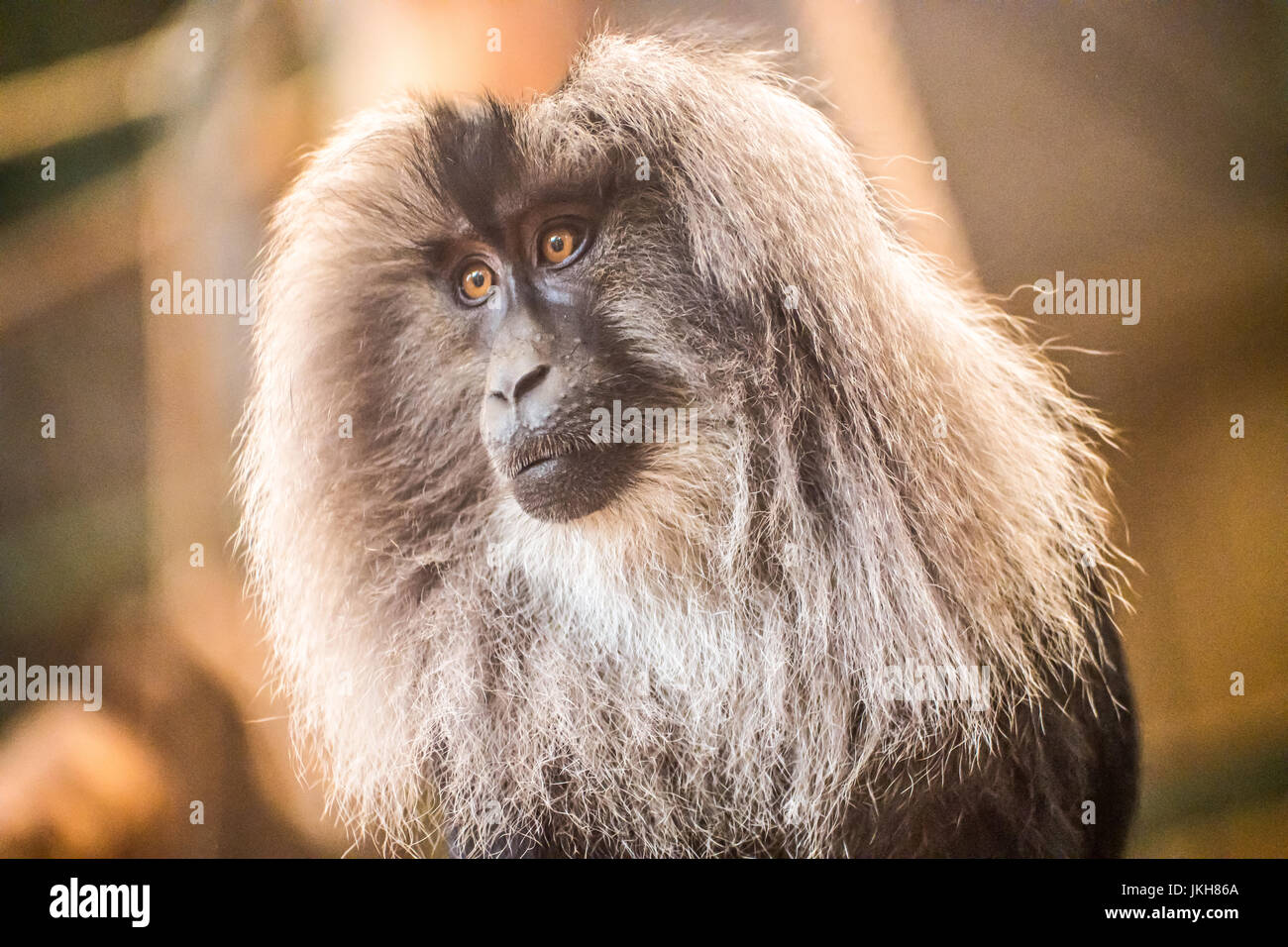 Scimmia urlatrice con lunghi capelli grigi Foto Stock