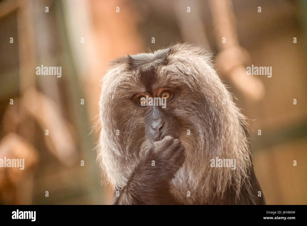 Scimmia urlatrice con lunghi capelli grigi e mordere le unghie come se preoccupato Foto Stock