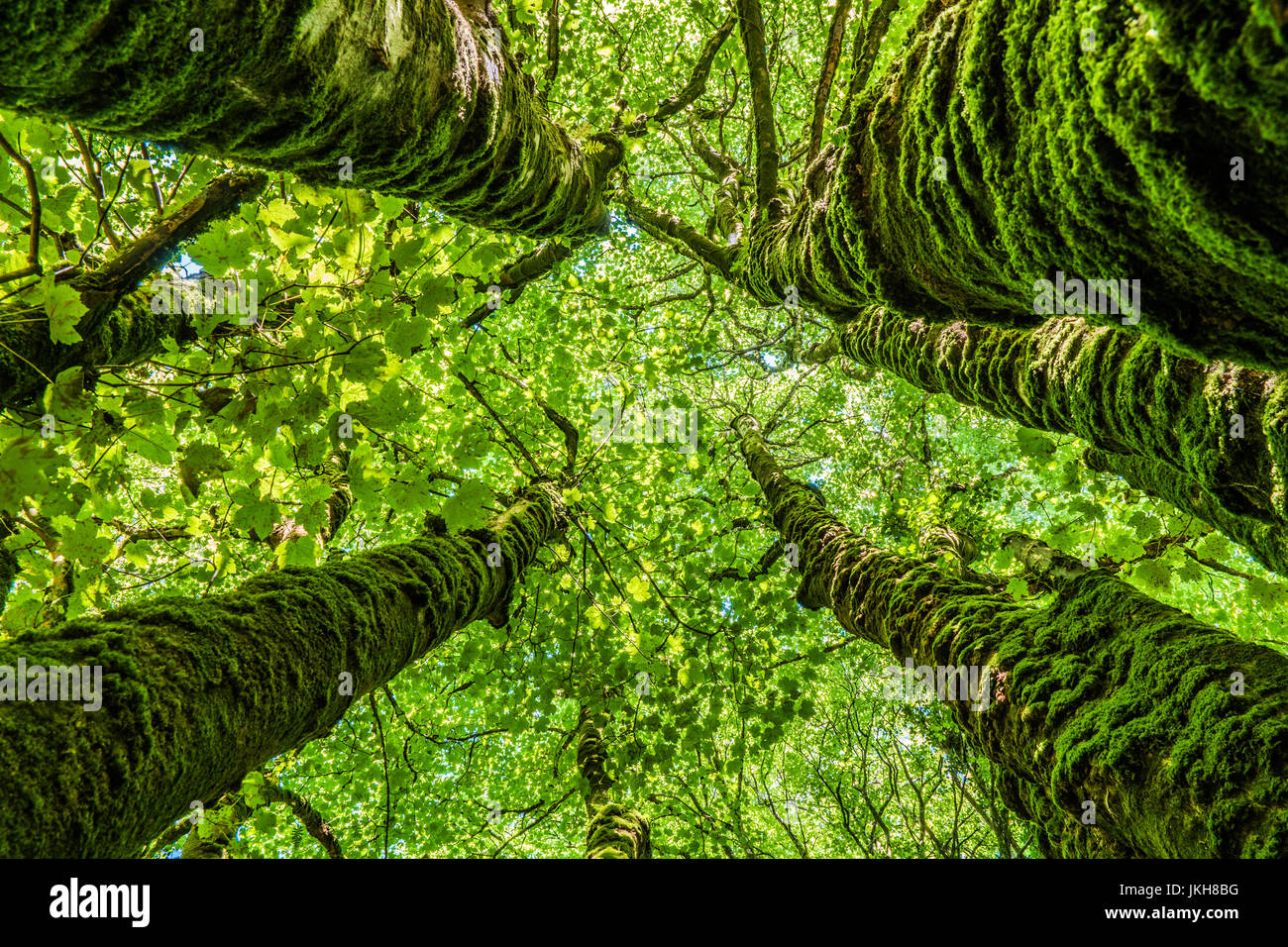 Moss alberi coperti di raggiungere per il cielo come dita verde. Foto Stock