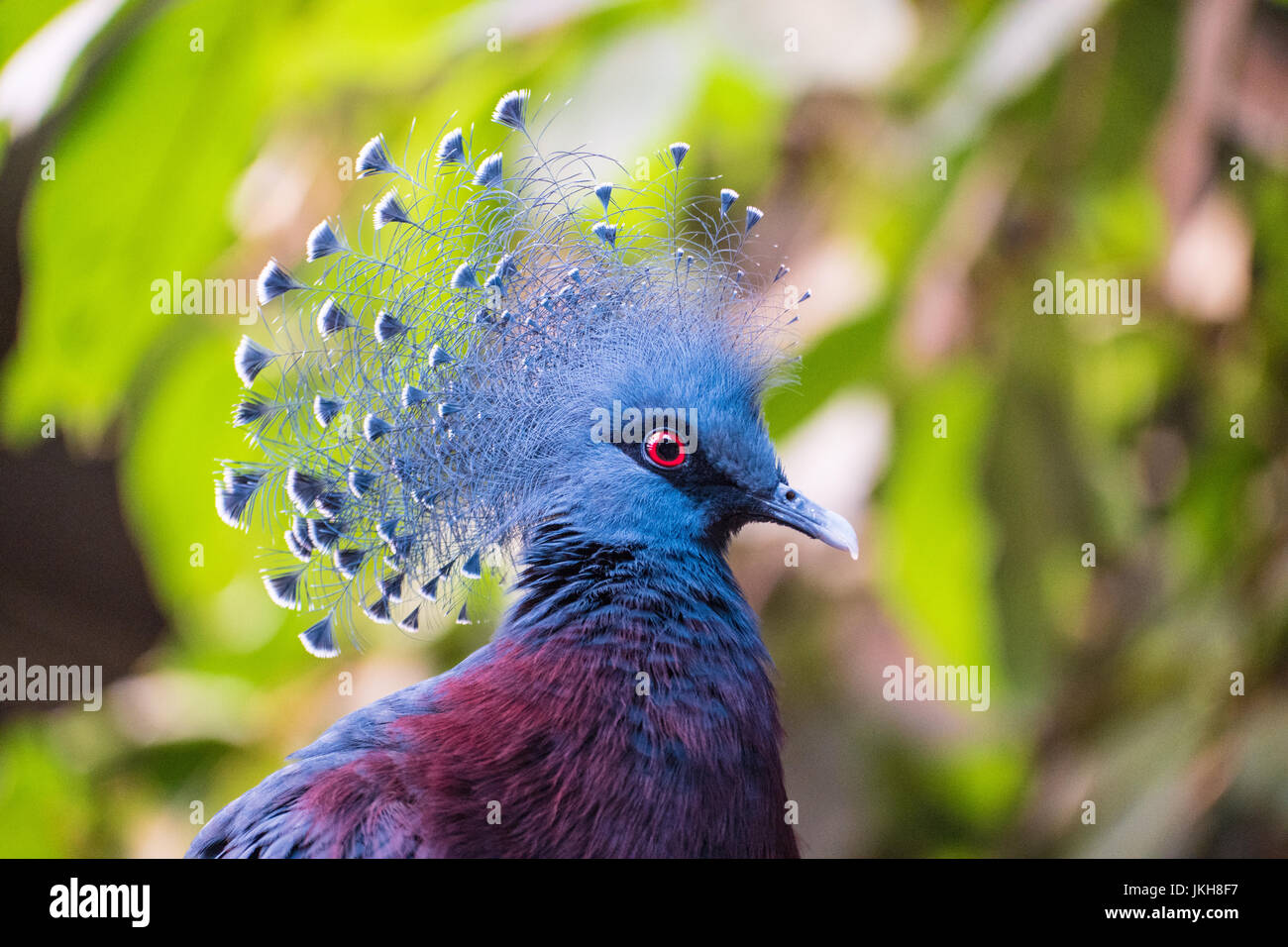 Uccello blu con gli occhi rossi e la testa piume. Foto Stock
