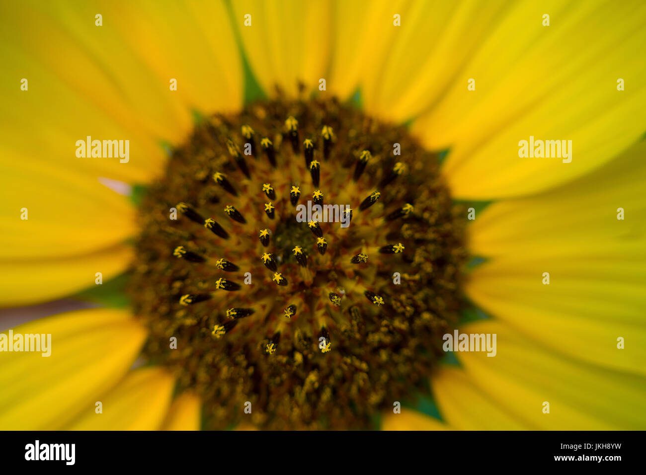Una foto macro di un girasole con a forma di stella semi Foto Stock