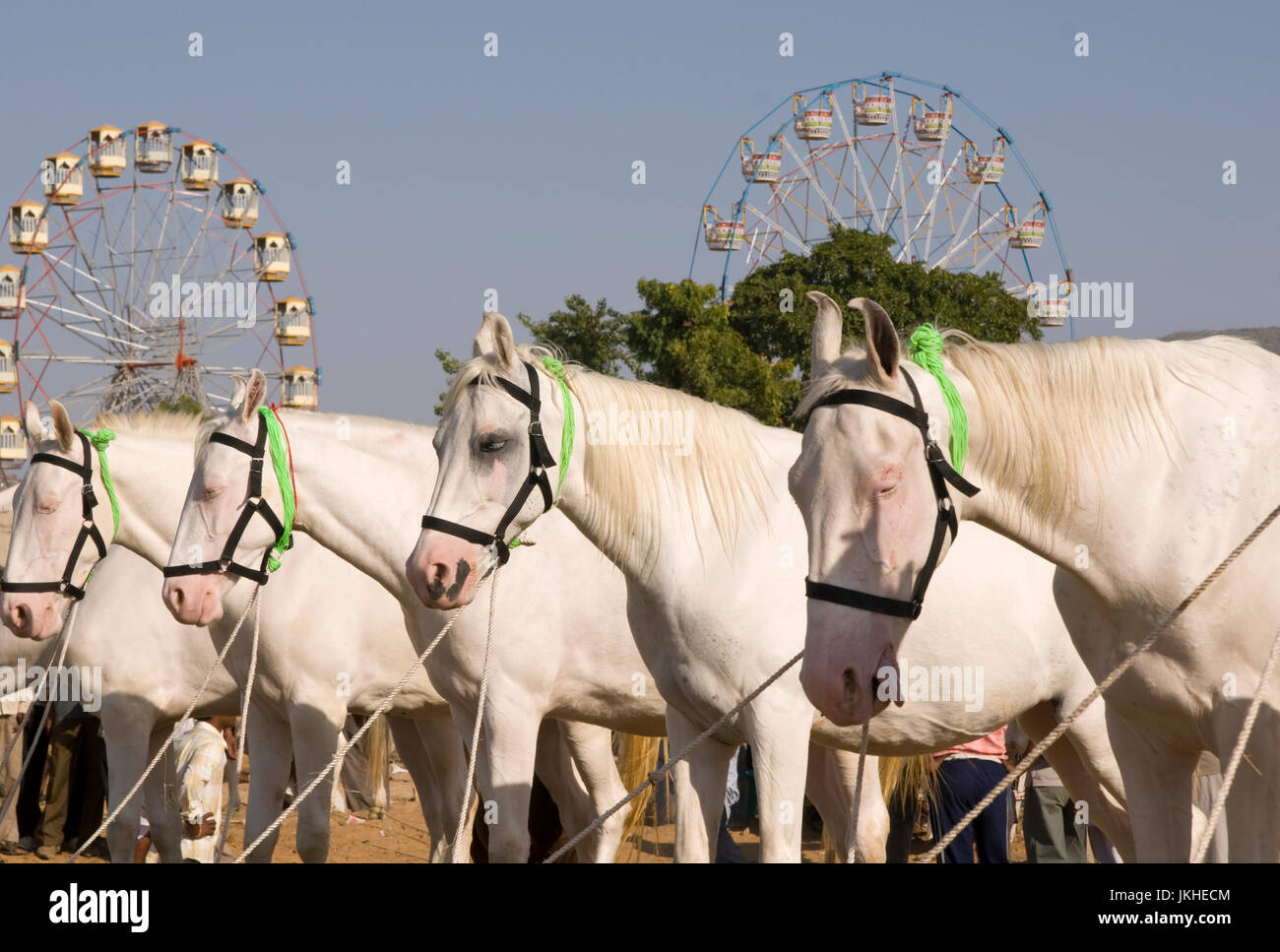 Fila di marwari bianco stalloni all'annuale Fiera di Pushkar nel Rajasthan, India. Foto Stock