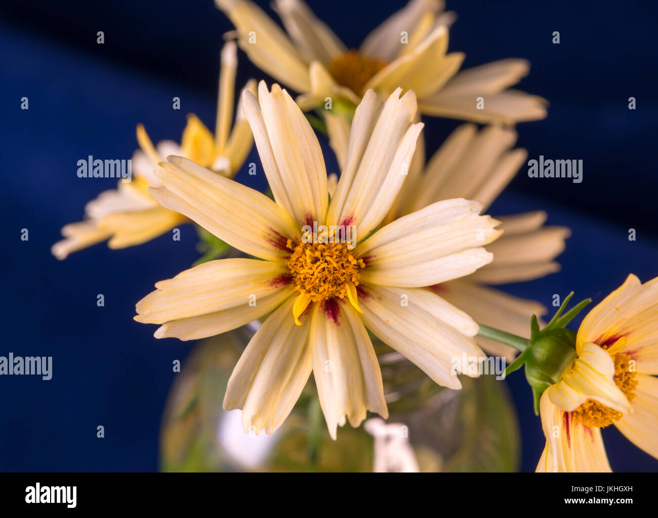 Lil' Bang Starlight Coreopsis fiori Foto Stock